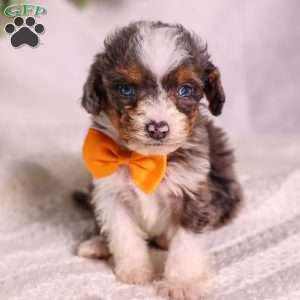 Murphy (tiny), Mini Bernedoodle Puppy